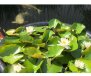 KOI LELIE - vaso per la coltivazione di ninfee e piante acquatiche